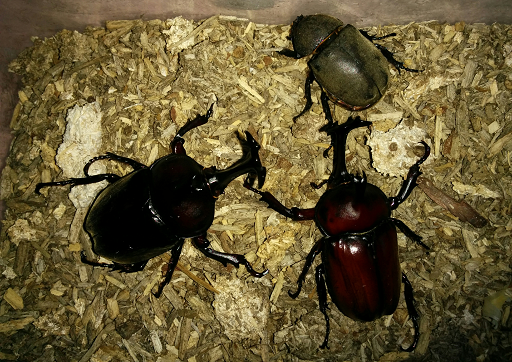 f:id:hiro-loglog:20170722062052p:plain