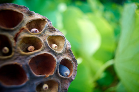 ENNA Munchen Lithagon 24mm/F4(M42) - 右から読んでもAkasakA