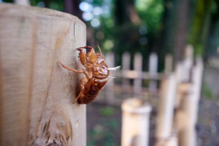 レア★ドイツ製Enna Werk Munchen LITHAGON 4.5/35 東西ドイツが生んだ「Fat Lava」 | dupon35｜デュポン35