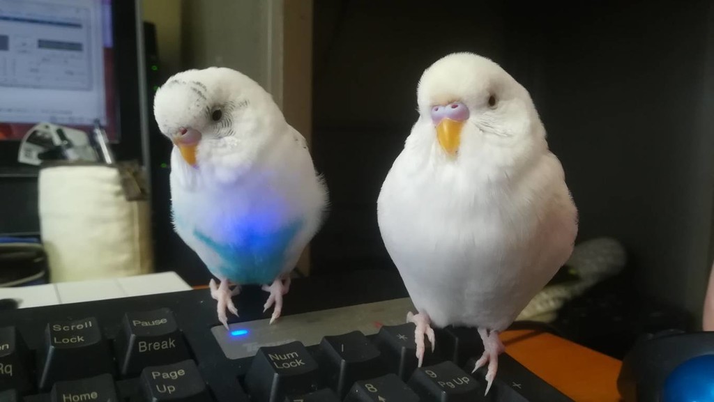 セキセイインコの風邪 おかわり