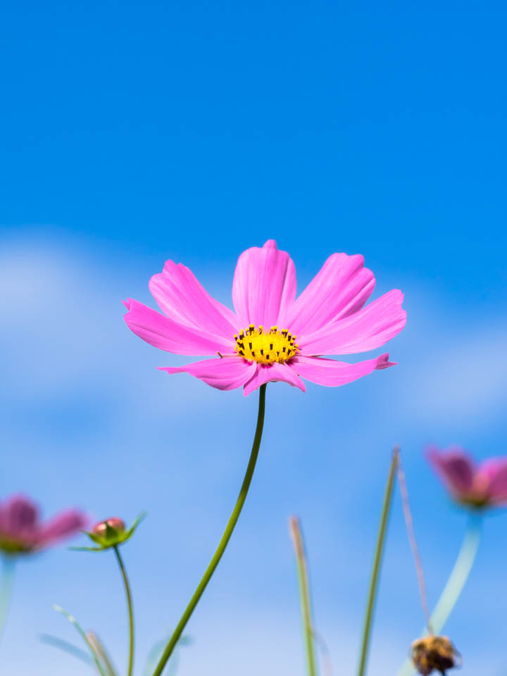 f:大月町のコスモス