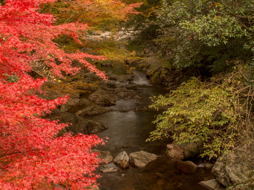 f:id:hiro-ride:20161201001407j:plain 黒尊川