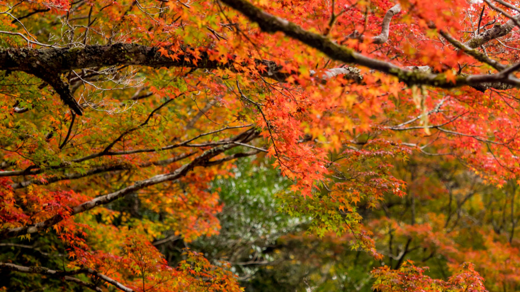 f:id:hiro-ride:20161201001456j:plain 黒尊川