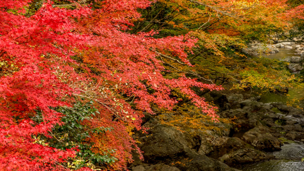 f:id:hiro-ride:20161201001602j:plain f:id:hiro-ride:20161201001602j:plain