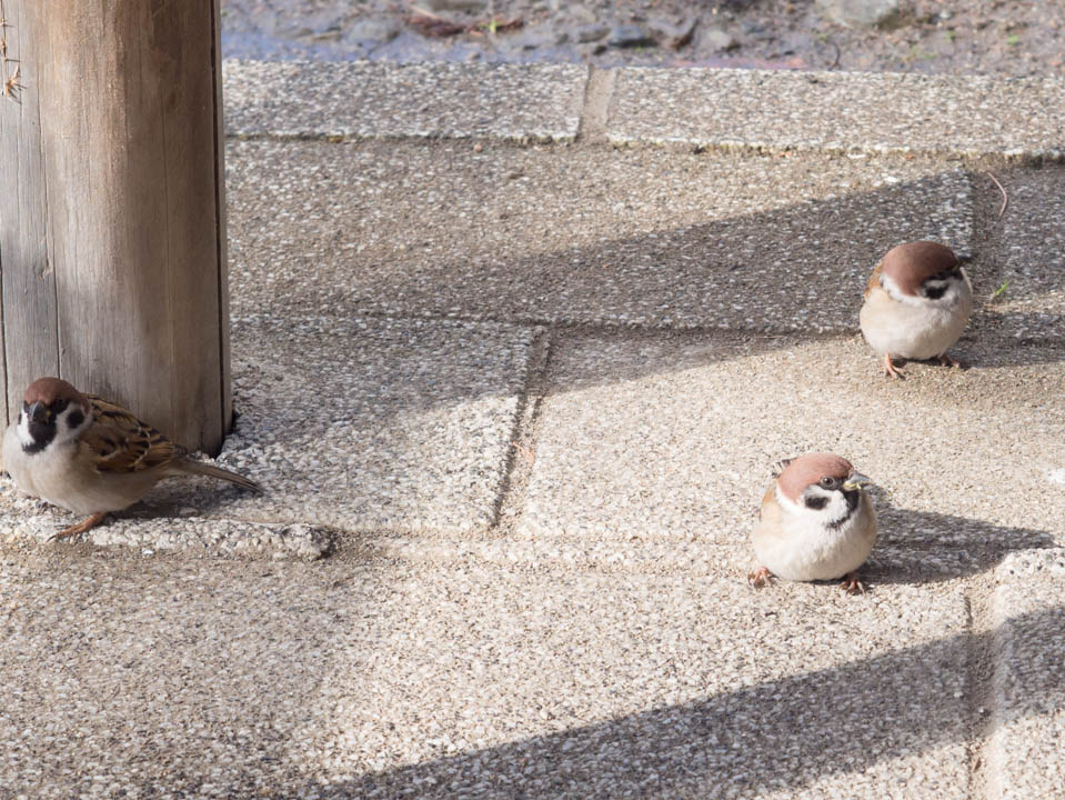 f:id:hiro-ride:20170115000650j:plain f:id:hiro-ride:20170115000650j:plain