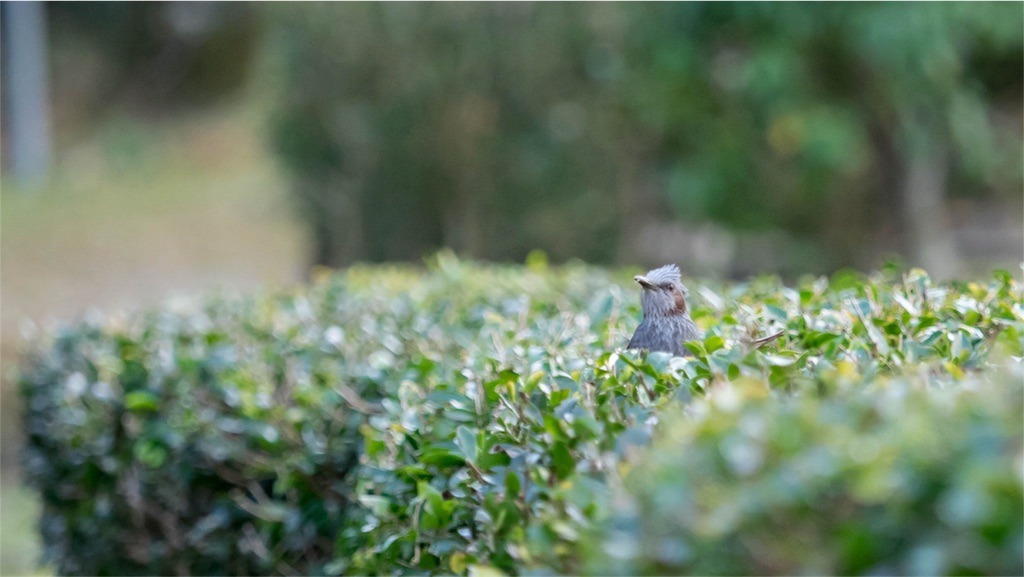 f:id:hiro-ride:20170115235719j:image f:id:hiro-ride:20170115235719j:image