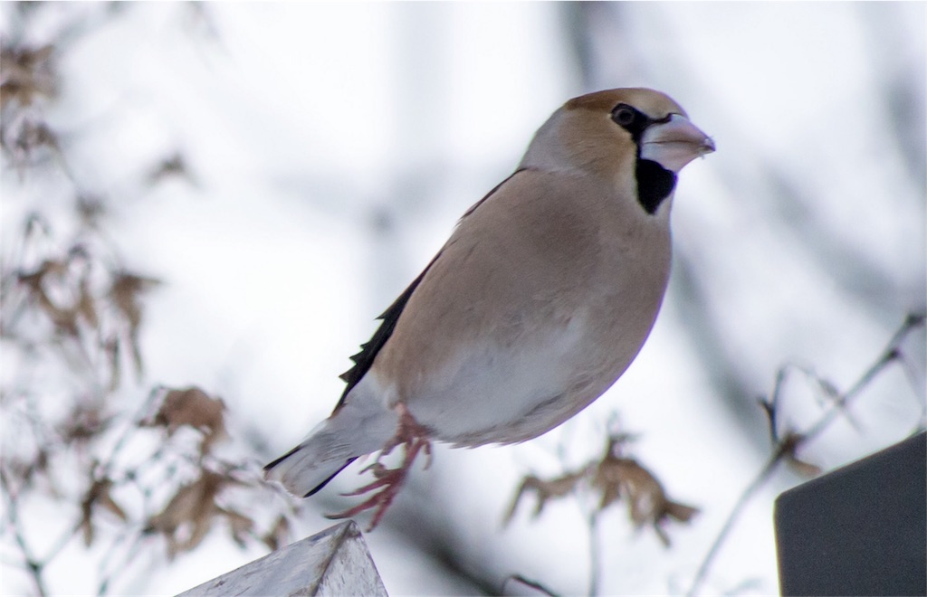 f:id:hiro-ride:20170115235848j:image f:id:hiro-ride:20170115235848j:image