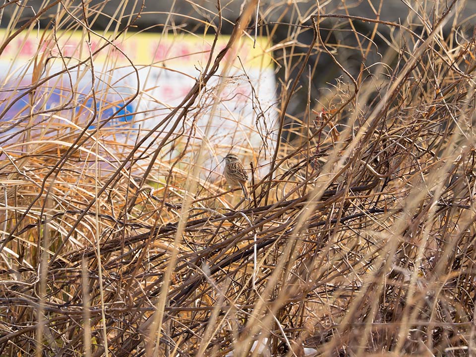 f:id:hiro-ride:20170216001226j:plain