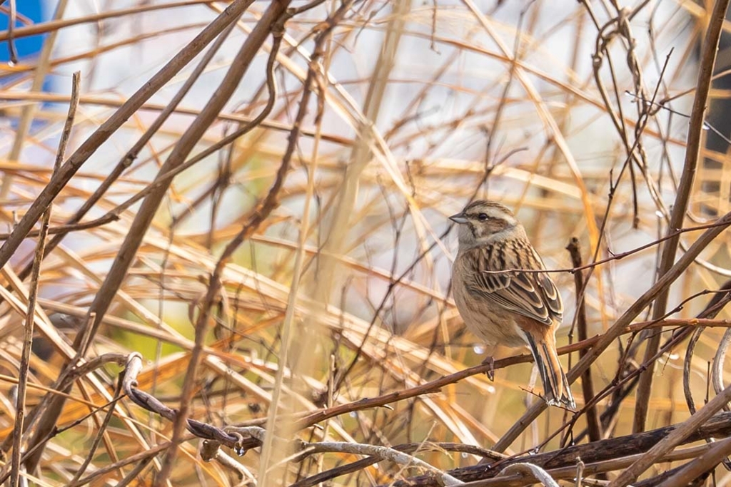 f:id:hiro-ride:20170216001228j:plain