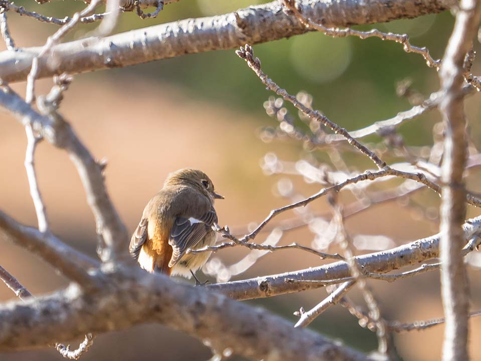 f:id:hiro-ride:20170216001517j:plain