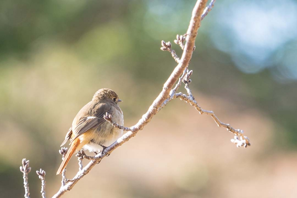 f:id:hiro-ride:20170216001521j:plain