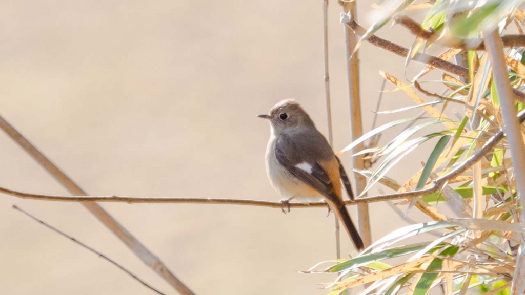 f:id:hiro-ride:20170216001527j:plain