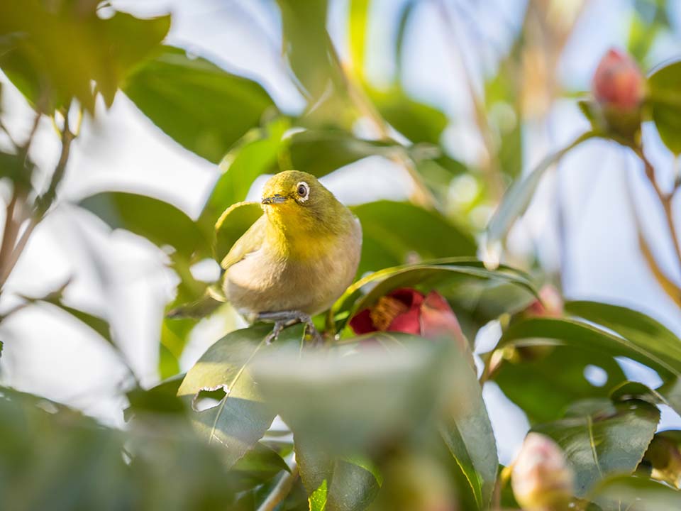 f:id:hiro-ride:20170216001538j:plain