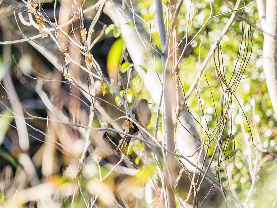 f:id:hiro-ride:20170216001556j:plain