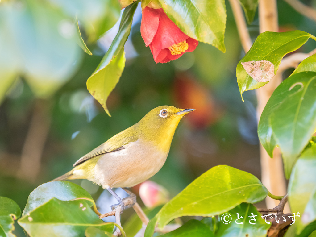 f:id:hiro-ride:20180110180951j:plain