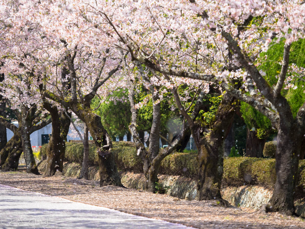 f:id:hiro-ride:20180402171848j:plain