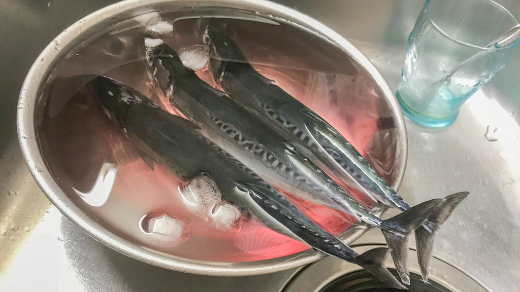 メジカ(宗太鰹)のシンコ(新子)