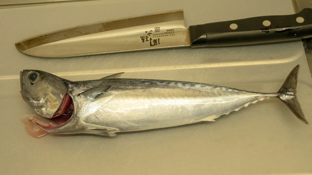 メジカ(宗太鰹)のシンコ(新子)