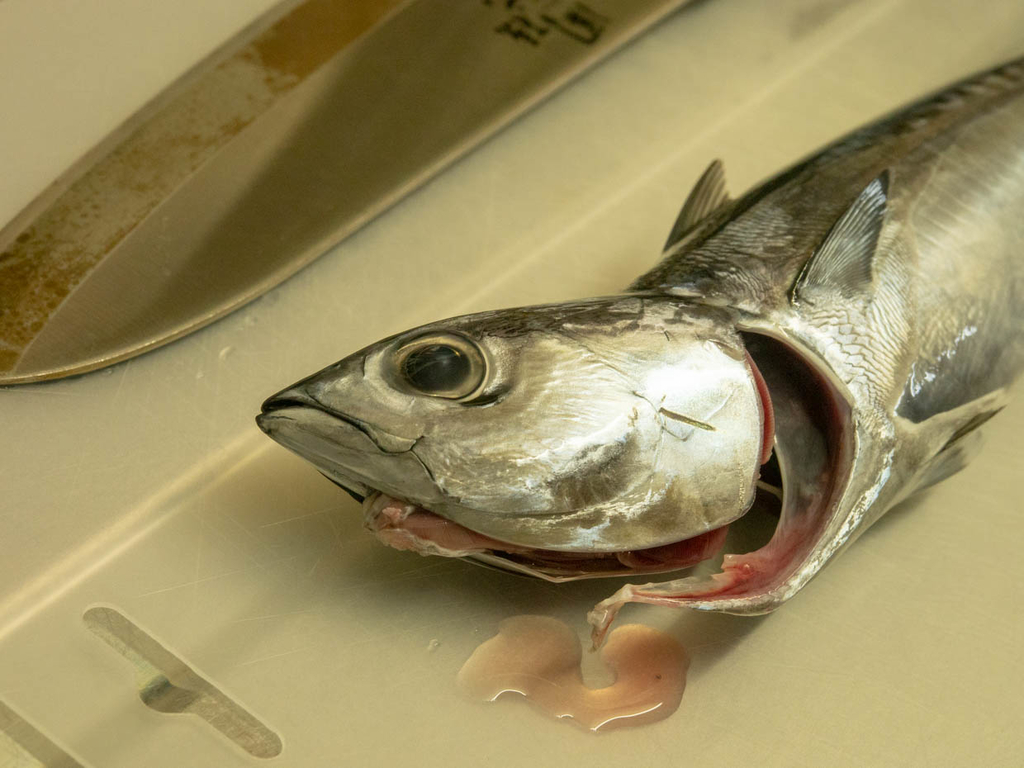 メジカ(宗太鰹)のシンコ(新子)