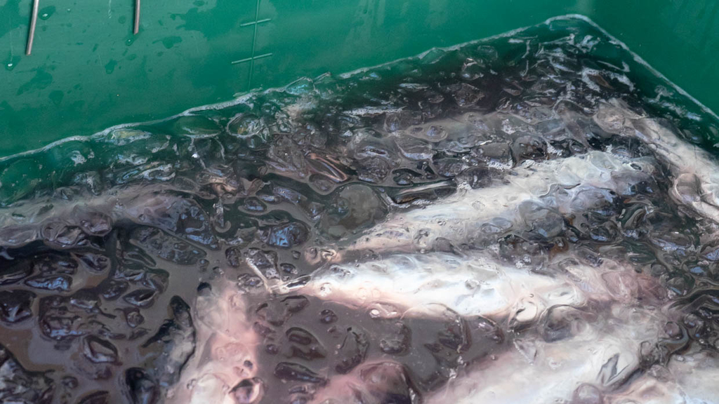 土佐久礼の「道の駅なかとさ」で販売されるメジカのシンコ(新子)