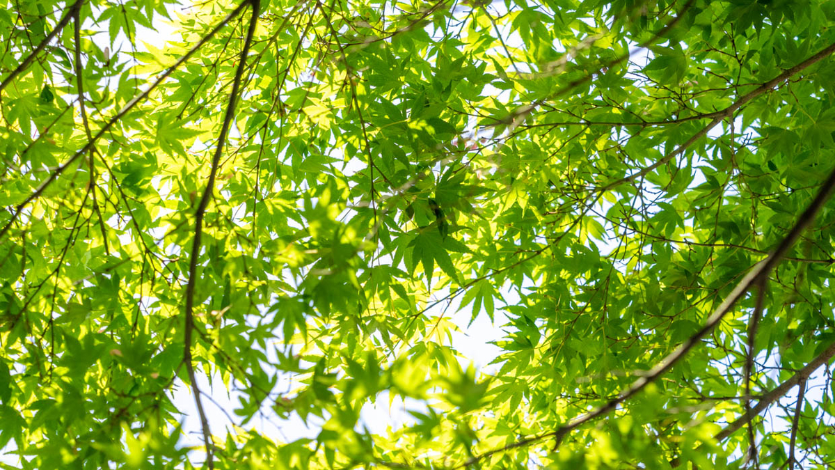 f:id:hiro-ride:20190625002329j:plain