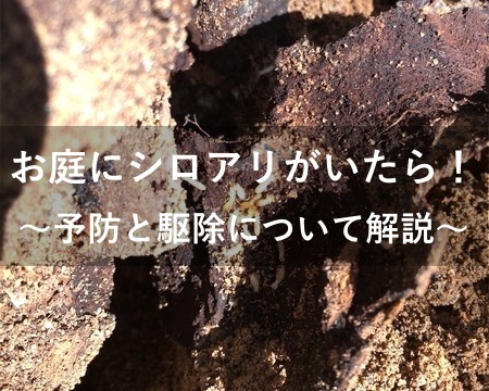 切り株に発生したシロアリ