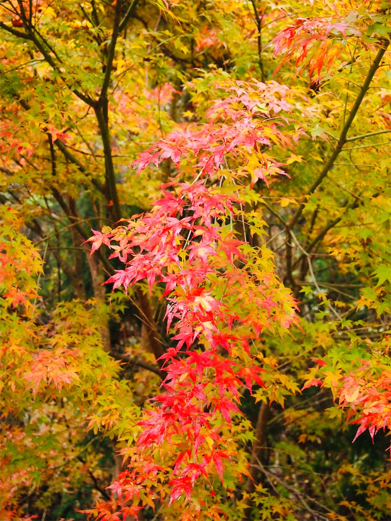 f:id:hiro0706chang:20191124141618j:image