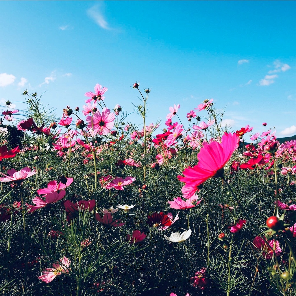 f:id:hiro0706chang:20191129112011j:image f:id:hiro0706chang:20191129112011j:image