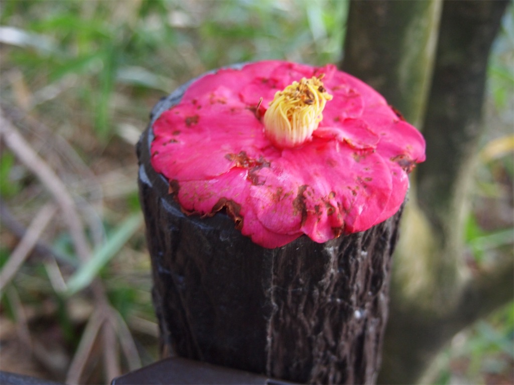 f:id:hiro0706chang:20200214110509j:image f:id:hiro0706chang:20200214110509j:image