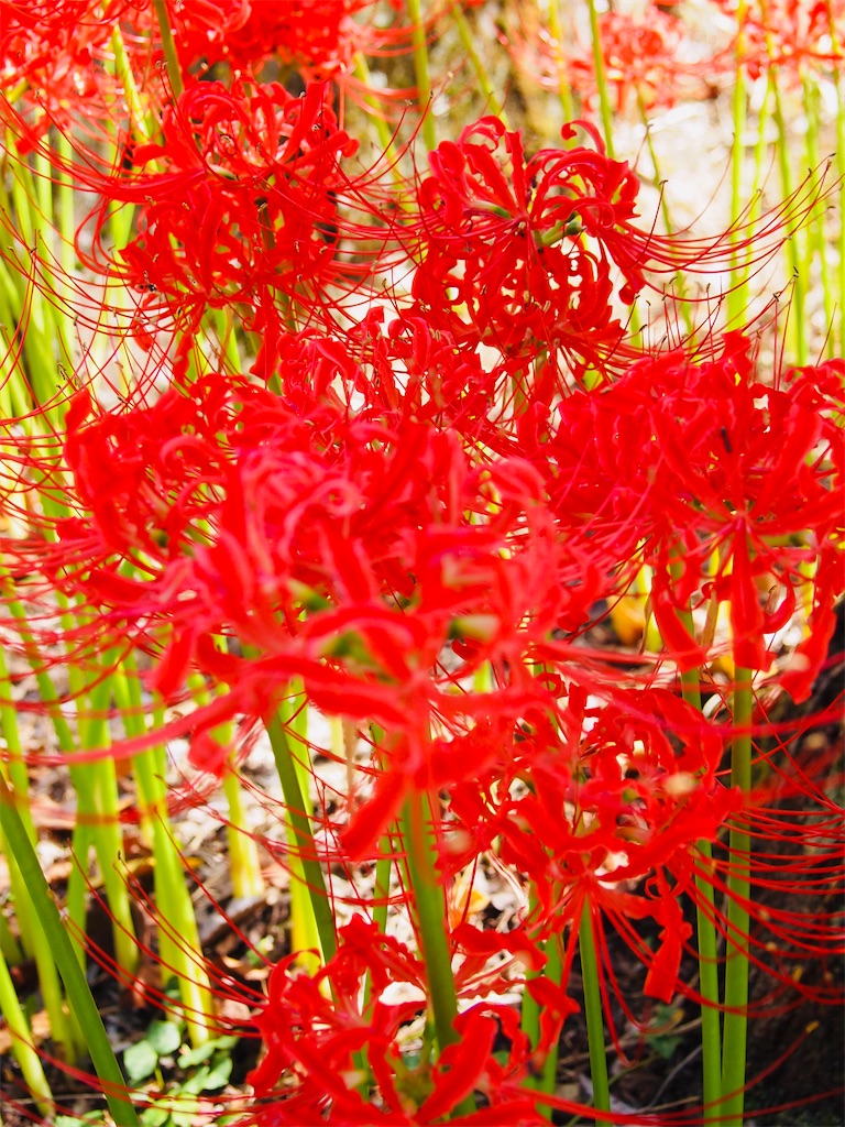 f:id:hiro0706chang:20201012215808j:image