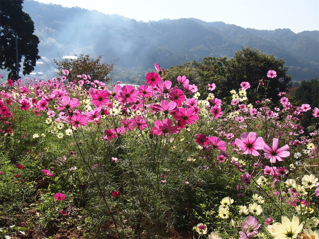 f:id:hiro0706chang:20201110204755j:image