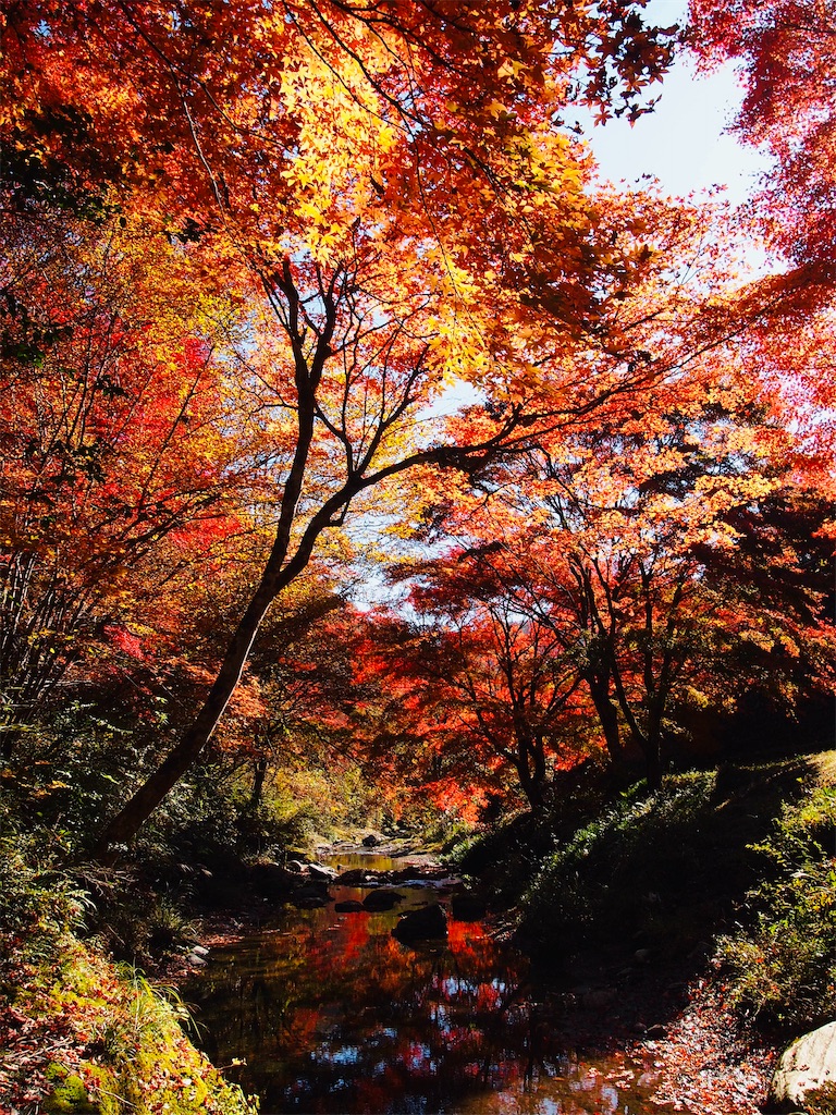 f:id:hiro0706chang:20201128212642j:image