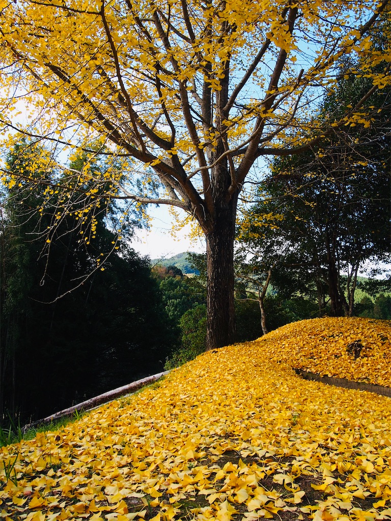 f:id:hiro0706chang:20201128212726j:image
