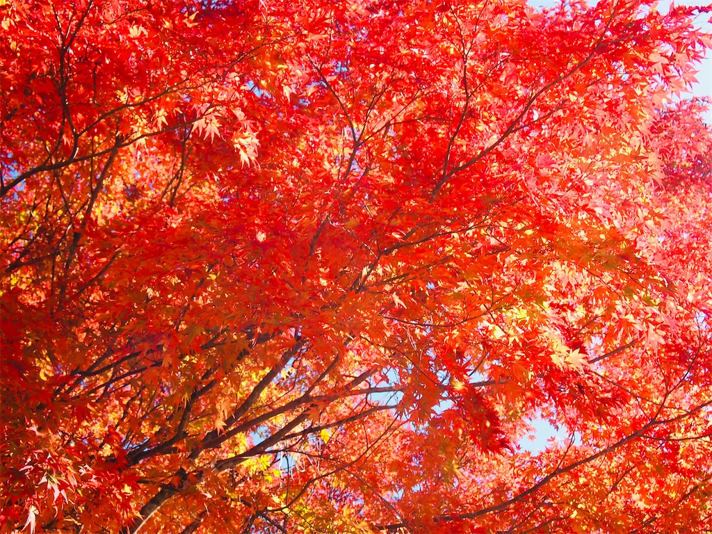 f:id:hiro0706chang:20201128212738j:image