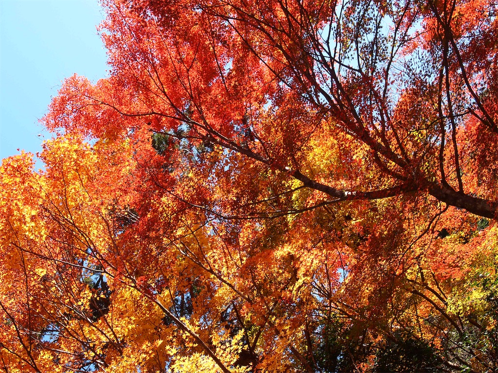 f:id:hiro0706chang:20201128212744j:image