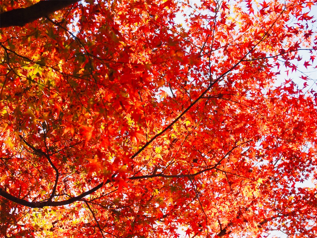 f:id:hiro0706chang:20201128212748j:image