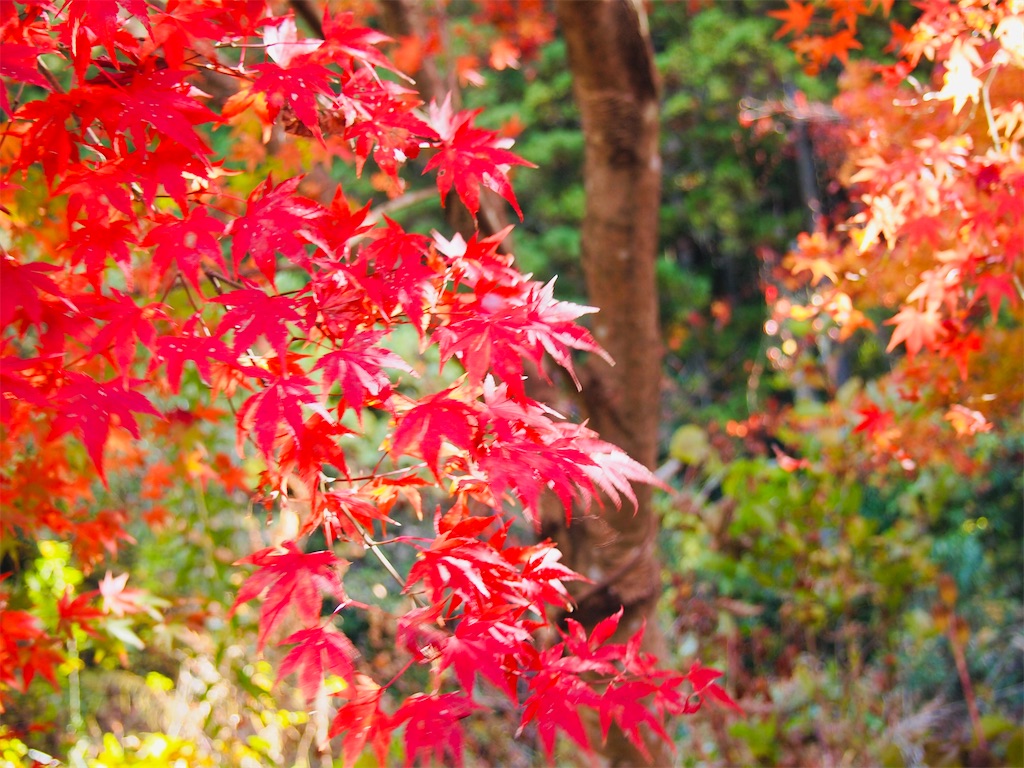 f:id:hiro0706chang:20201128212751j:image
