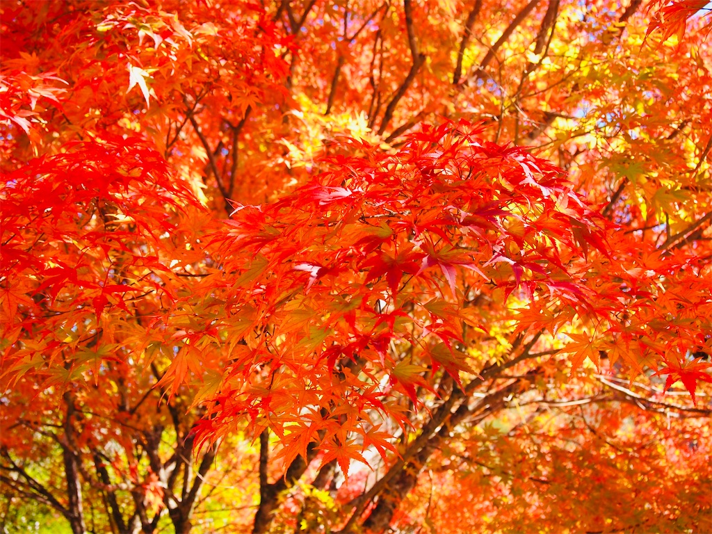 f:id:hiro0706chang:20201128212754j:image