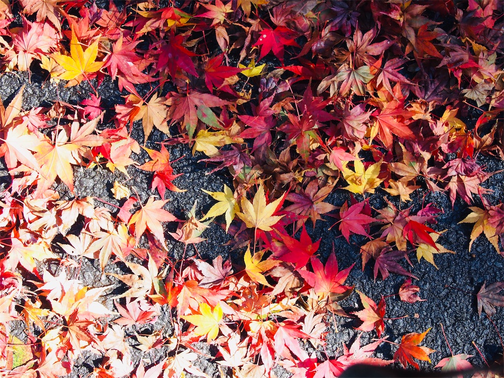 f:id:hiro0706chang:20201128212821j:image