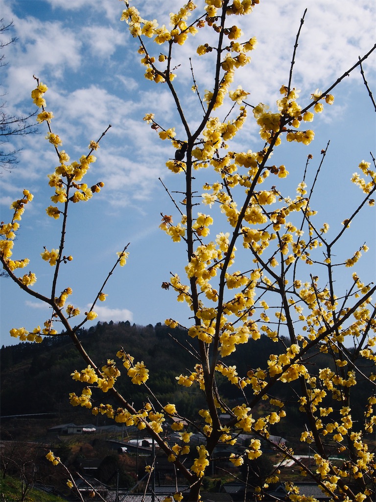 f:id:hiro0706chang:20210220230845j:image