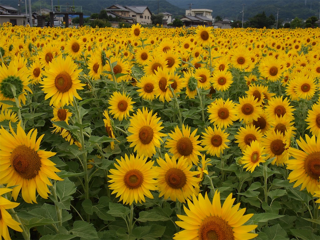 f:id:hiro0706chang:20210730185442j:image