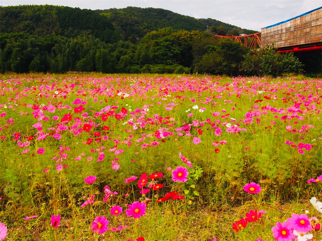 f:id:hiro0706chang:20211026195209j:image
