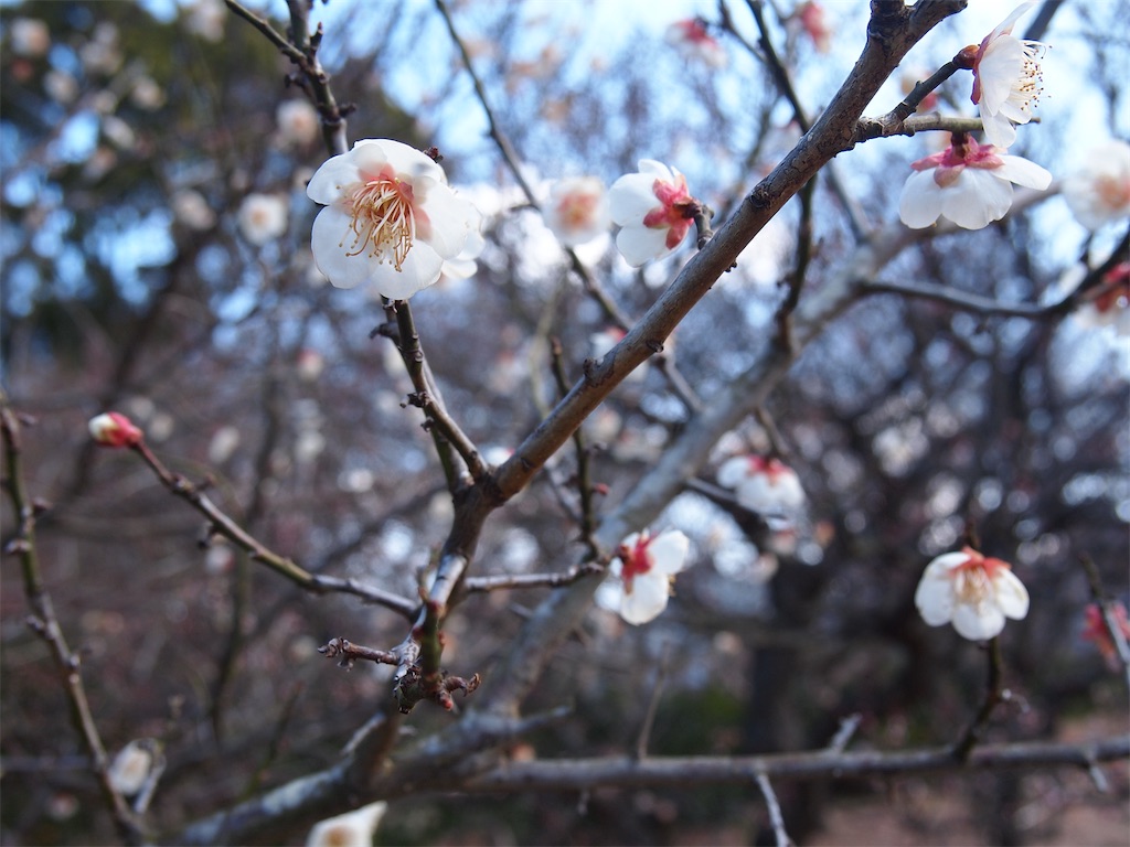 f:id:hiro0706chang:20220426210920j:image