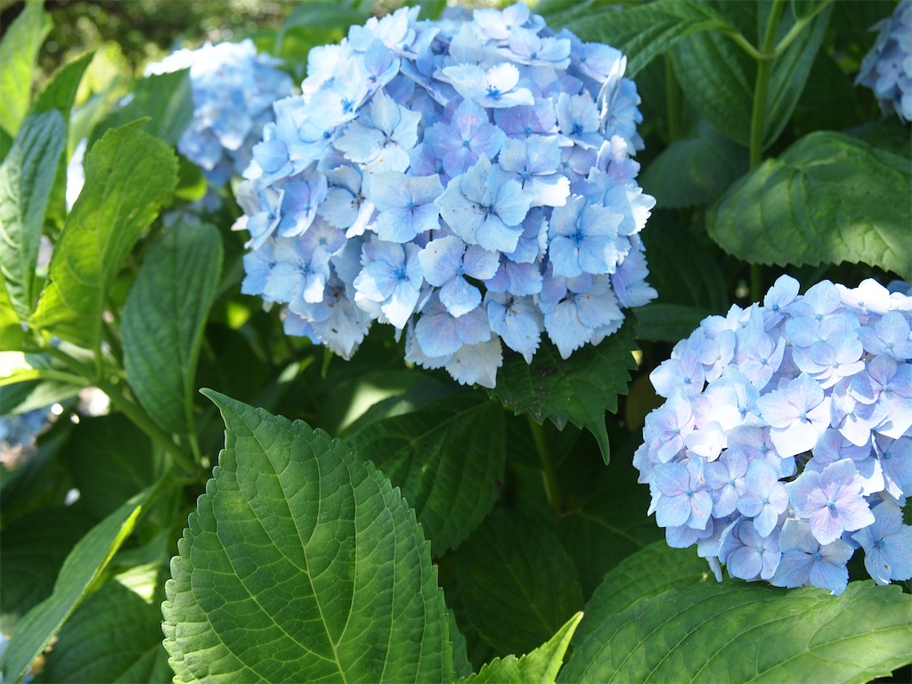 f:id:hiro0706chang:20220729211431j:image