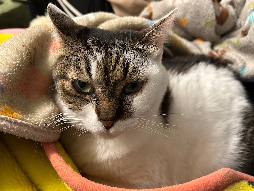 f:id:hiro0706chang:20260102170838j:image f:id:hiro0706chang:20260102170838j:image