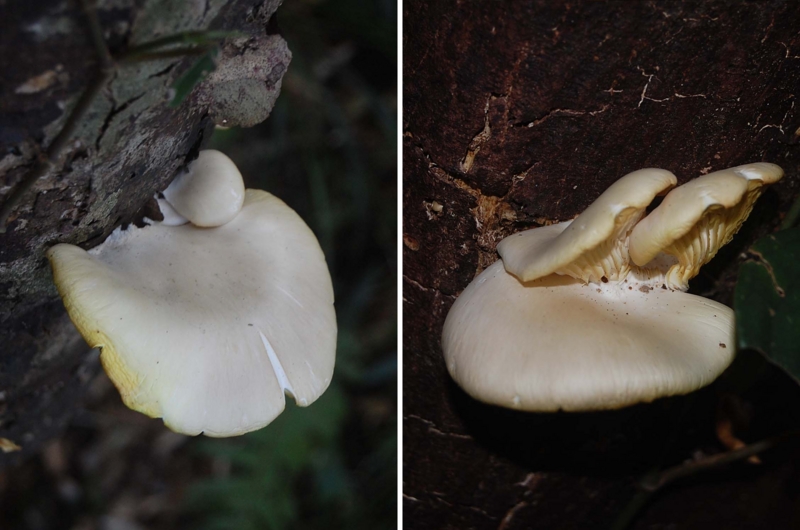 f:id:hiro1216:20131021202531j:image