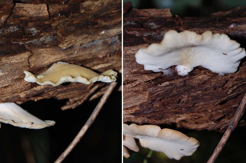 f:id:hiro1216:20150725143432j:image