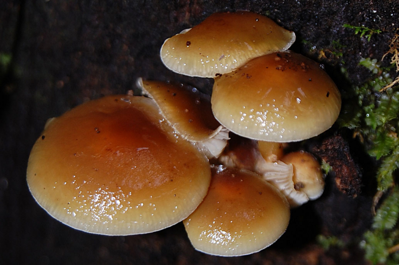 f:id:hiro1216:20150725185923j:image