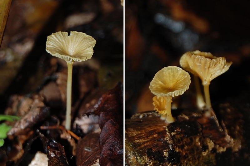 f:id:hiro1216:20150725190557j:image