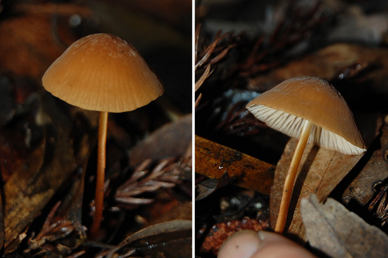 f:id:hiro1216:20150725194503j:image